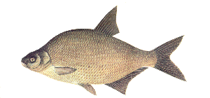 Common Bream